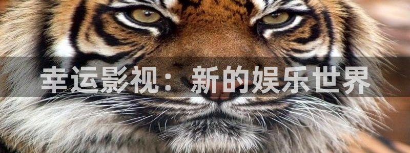 折纸樱桃视频